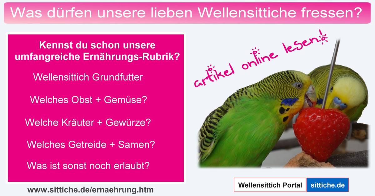Wellensittich Ratgeber Wellensittiche artgerechte Ernährung
