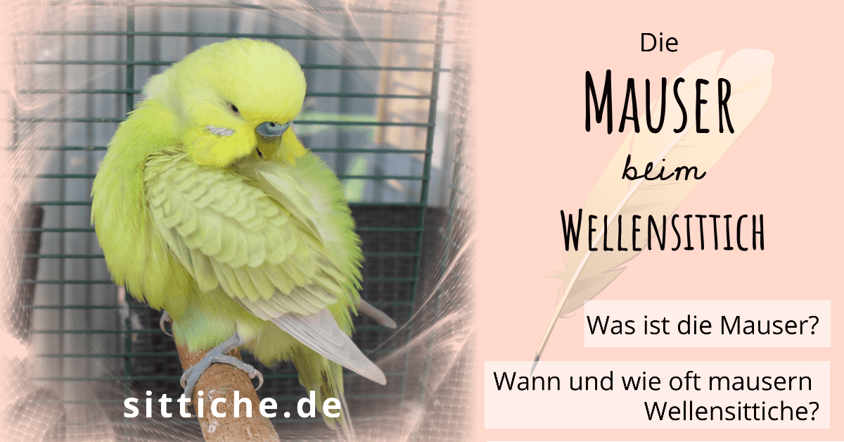 Wellensittich Allgemeines Die WellensittichMauser Federwechsel