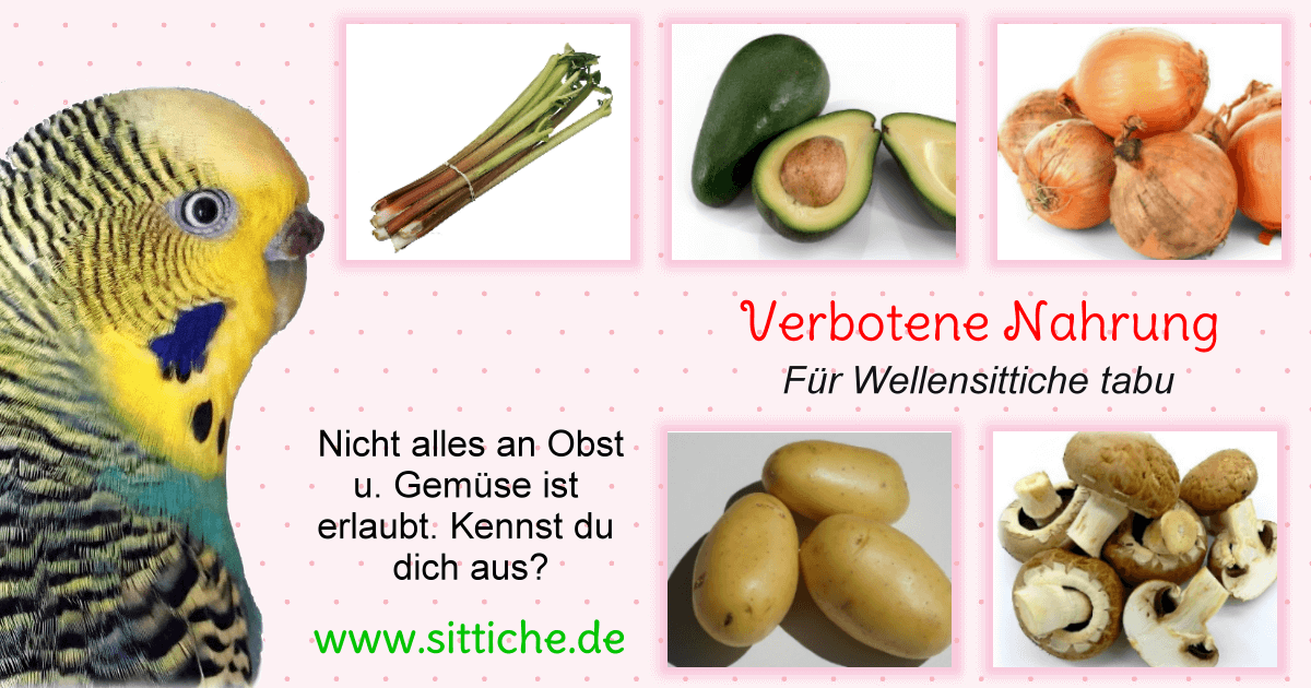 Wellensittich Ratgeber Ernährung Verbotene Lebensmittel