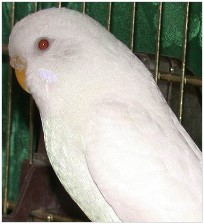 Wellensittich Albino