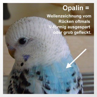 Zeichnung opalin