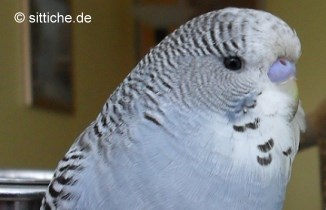 Taifun Jungvogel