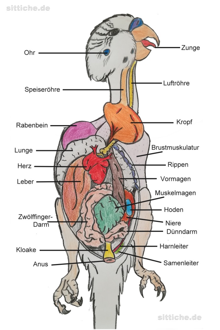 Wissenswertes Ueber Wellensittiche Wellensittich Anatomie Innere Organe Und Spannende Fakten