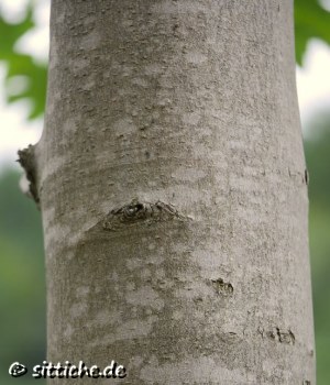 Ahorn