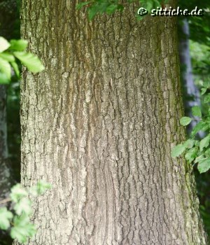 Eiche
