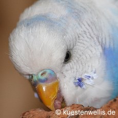 Schecke Hahn