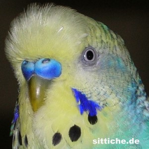 erwachsener Hahn