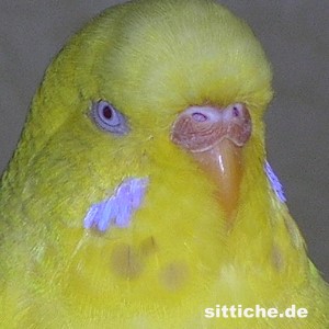 erwachsene Henne