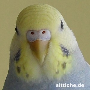 junge Henne