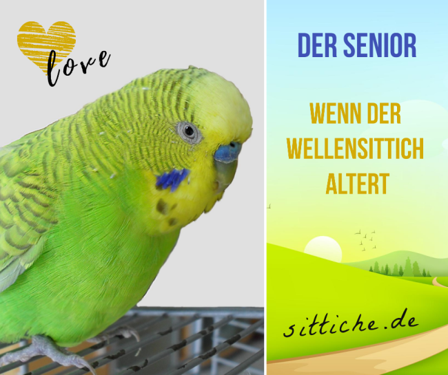 Wellensittich Senior