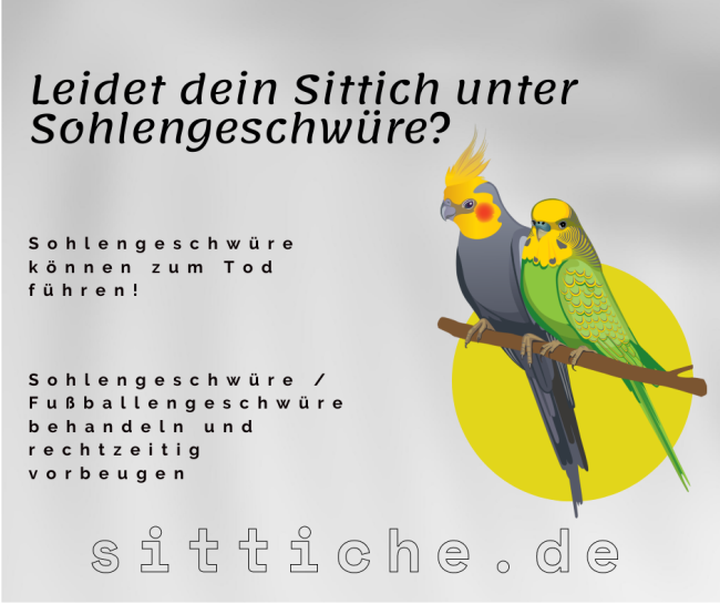 Sohlengeschwüre bei Wellensittiche
